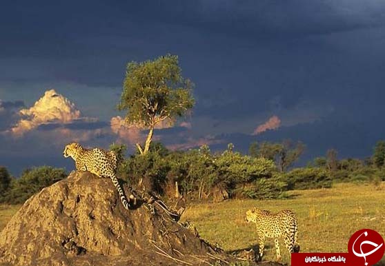 عکس های منتخب نشنال جئوگرافیک + تصاویر