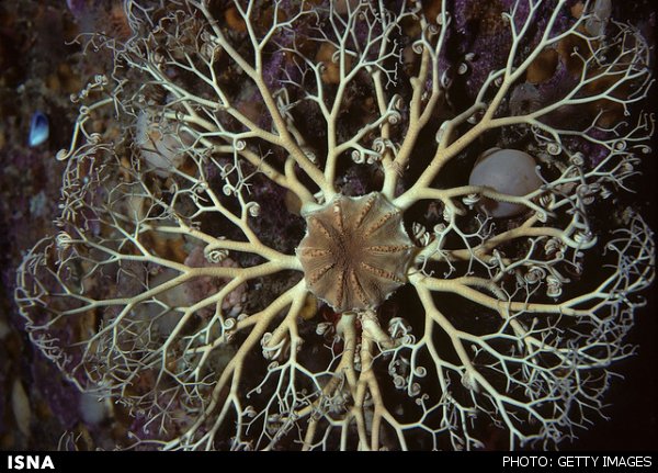 موجود دریایی مرموز 100 پا!/عکس