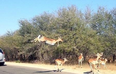 یک پرش رویایی 