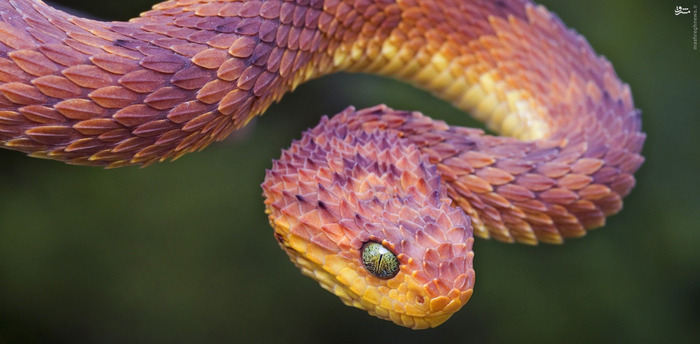  4. مارها مارها در یک سال به طور متوسط جان 50000 نفر را میگیرند.