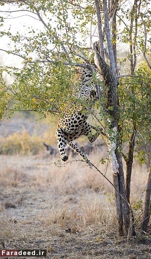 پلنگ گرسنه، مار پیتون را از درخت پایین کشید!