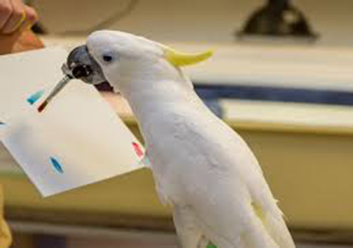 حیوانات یک باغ‌وحش در نیوزیلند کار می‌کنند و هزینه نگهداری خود را تأمین می‌کنند!