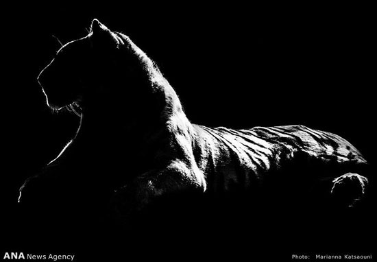 عکس‌های ضدنور از حیوانات