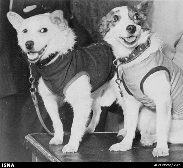 لباس سگ‌های فضایی چوب حراج می‌خورند+تصاویر