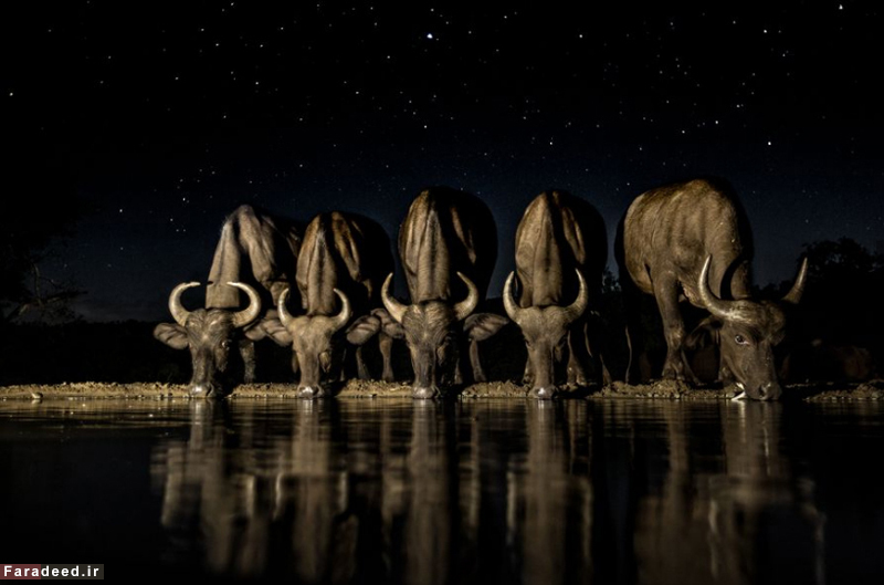 (تصاویر) مسابقه عکاسی نشنال جئوگرافیک