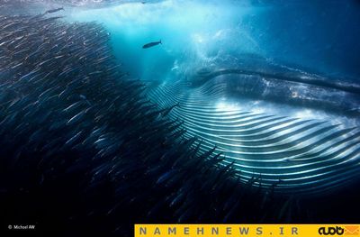 بهترین اثر هنری از زیر دریا اثر مایکل آو