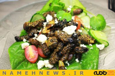 خوراک کرم شب تاب