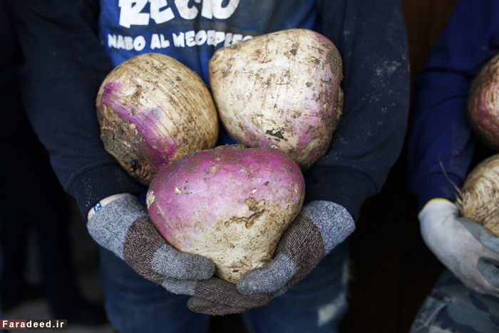 تصاویر/ حمله به شیطان با شلغم