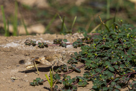 هجوم ملخ ها به قم