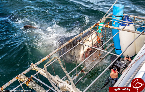 لحظات شگفت انگیز و البته وحشتناک حمله کوسه سفید + تصاویر