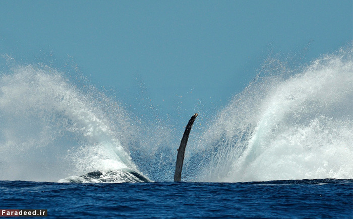 (تصاویر) عجیب و دیدنی از دنیای حیوانات