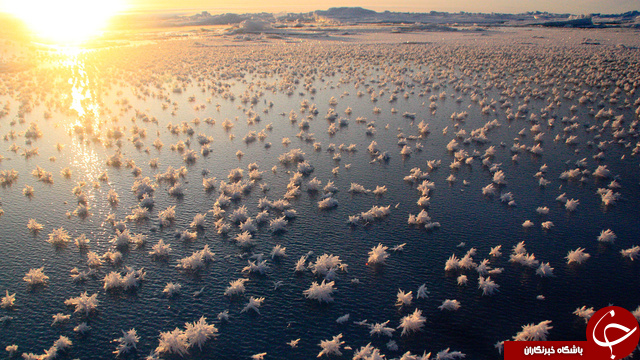 با این گلها جادویی شوید+