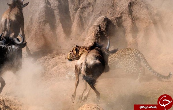 لحظه حمله مرگبار پلنگ به گله گاومیش ها +تصاویر