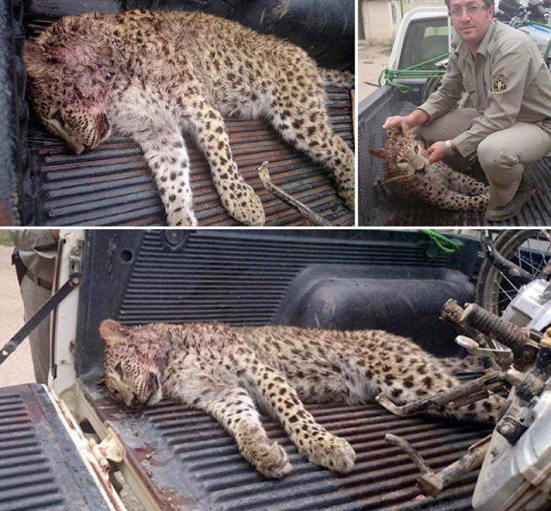 شکار پلنگ در چهاردانگه ساری