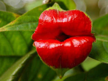 گل لب (Psychotria elata) گل لب، لب های آتشین و یا هر نام دیگری، به این گیاه اطلاق می گردد. اعضای قرمز رنگ آن برگه هستند و نام گل به خاطر شباهت به فردی که از رُژ قرمز استفاده کرده، انتخاب شده است. حالت لب مانند آن ها تنها چند روز باقی می ماند و پس از آن شاهد پدیدار شدن گل های ریز سفید و زرد هستیم. آن ها به گونه ای جلوه می کنند که گویی گیاه قصد دارد زبانش را دراز کرده و شما را مسخره کند.
