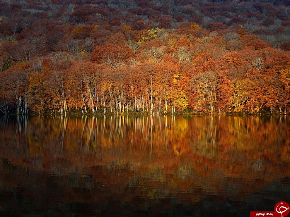 بهشت زیر پوستی در ژاپن+ تصاویر