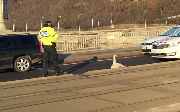 این حیوان زیبا یک شهر را بهم ریخت+تصاویر