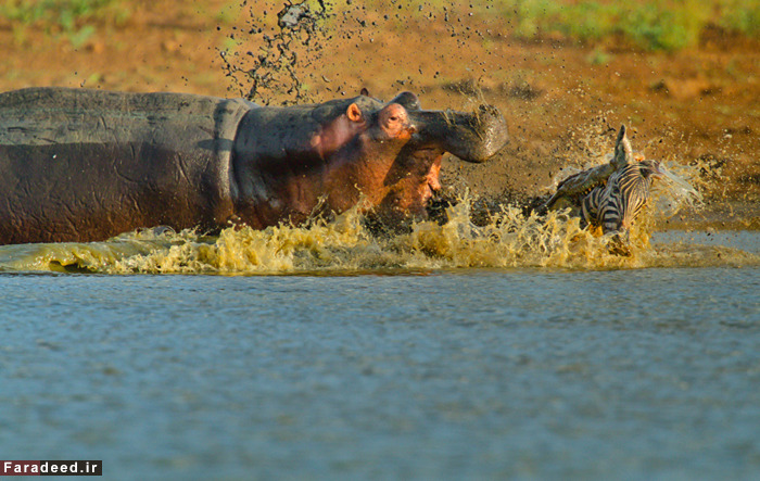(تصاویر) عجیب و دیدنی از دنیای حیوانات
