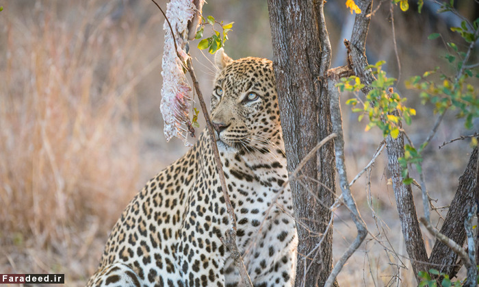 (تصاویر) عجیب و دیدنی از دنیای حیوانات