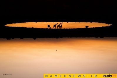 عکس زیبای مارینا کانو به عنوان سومین عکس برتر سال