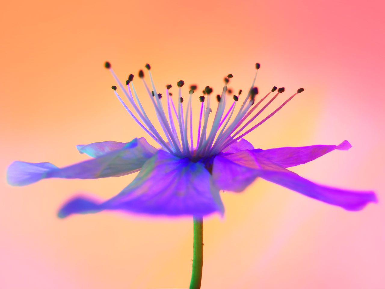 دوربین Huawei P30 Pro غیرممکن‌ها را ممکن می‌کند