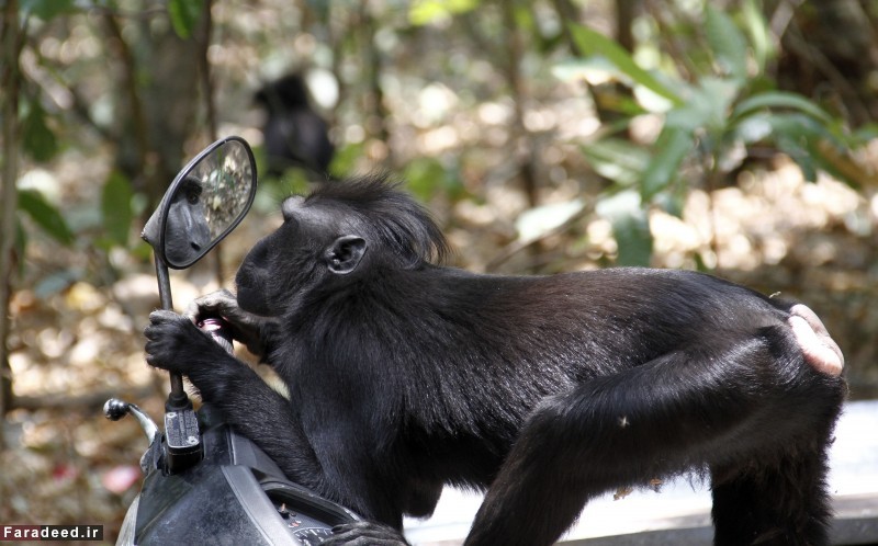 تصاویر/ میمون شگفت زده و آینه بغل
