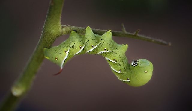 کرم مزرعه گوجه فرنگی در عکس روز نشنال جئوگرافیک