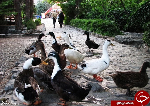 پاتوق رمانتیک بالای شهر تهران +تصاویر
