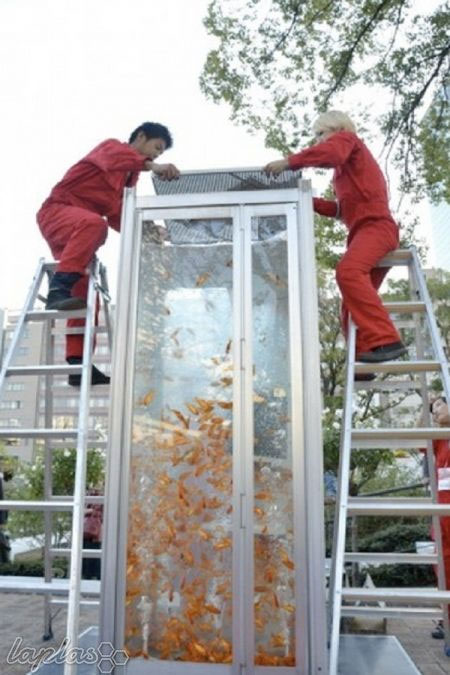 باجه ماهی قرمز!