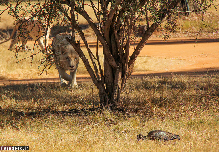 (تصاویر) عجیب و دیدنی از دنیای حیوانات