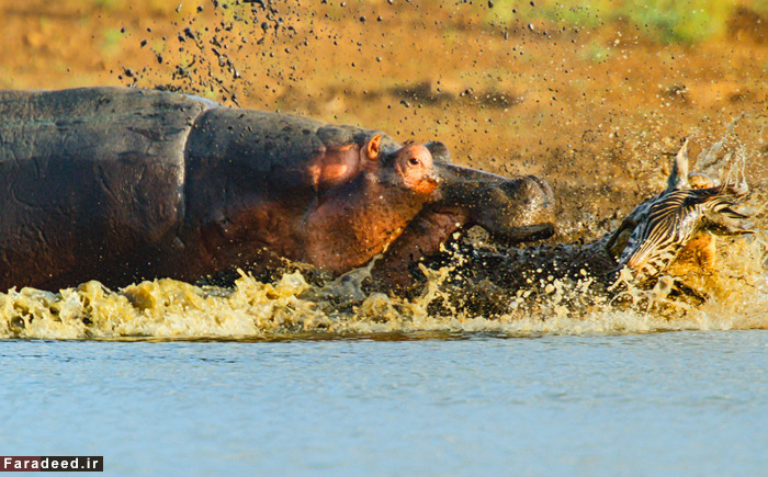 (تصاویر) عجیب و دیدنی از دنیای حیوانات