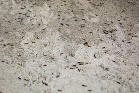 هجوم ملخ ها به قم