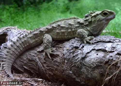 جانوری سه چشم که برای تخم‌گذاری 38 سال زمان نیاز دارد!