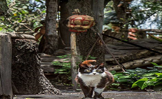 گورستان عروسک ها در مکزیک+ تصاویر