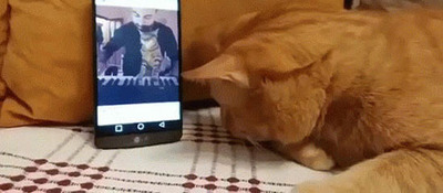 گربه نابینا به موسیقی نوازنده پیانوی مورد علاقه اش گوش می‌دهد