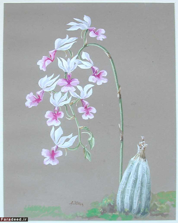 (تصاویر) نقاشی‌های آدلف هیتلر