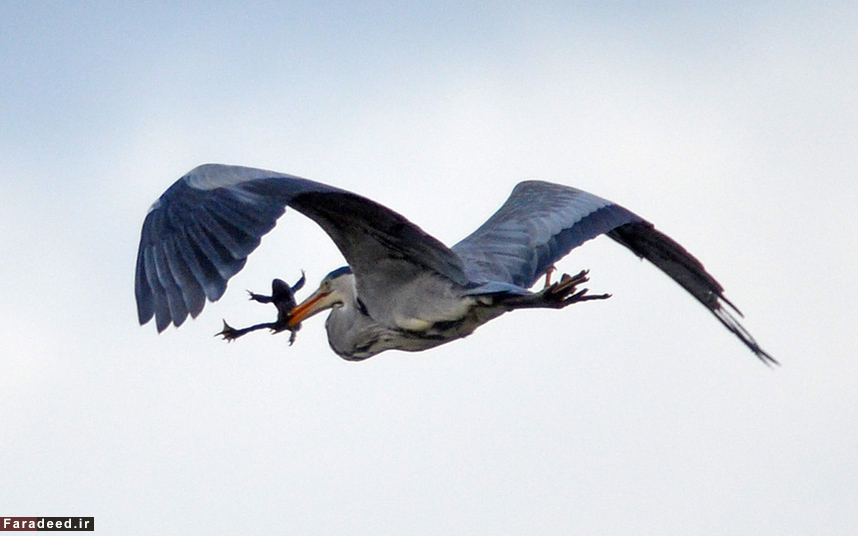 عکس/ گرفتار شدن قورباغه بدشانس
