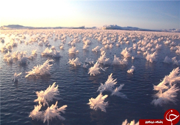با این گلها جادویی شوید+