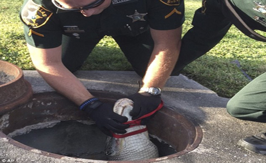 نجات تمساح گرفتار برای اولین بار+ تصاویر