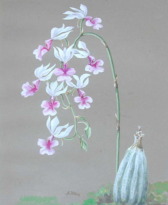 عکس؛ نقاشی‌های هیتلر در تهران