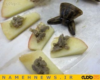 عصاره حلزون