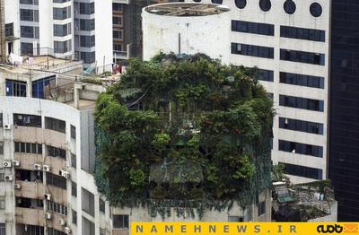 خانه درختی در گوانگژو