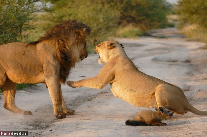 (تصاویر) محافظت ماده شیر از روباه زخمی