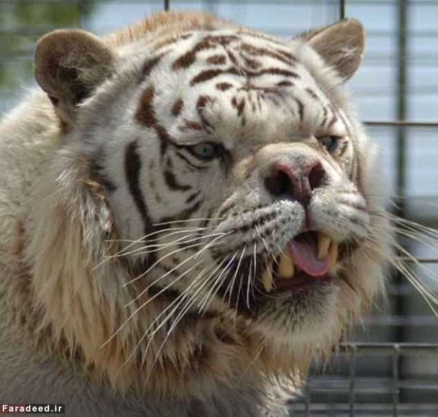 زشت‌ترین ببر جهان!