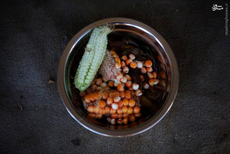 قوت قالب خانواده کشاورزی که در سیلاب سال گذشته محصولاتشان را از دست دادند. 