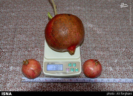 سنگین‌وزن‌ترین انار جهان در ساوه/عکس