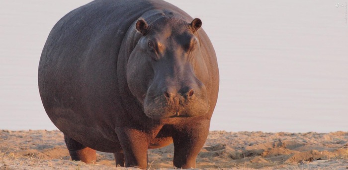  6. اسب آبی اسب های آبی در یک سال به طور متوسط جان 500 نفر را میگیرند.