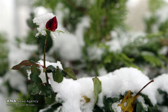 عکس: بارش برف در ارتفاعات تهران