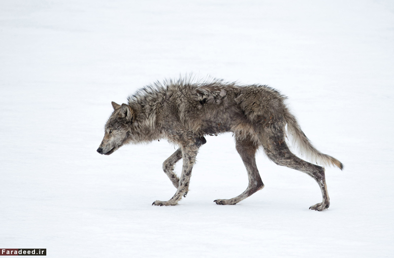 (تصاویر) مسابقه عکاسی نشنال جئوگرافیک